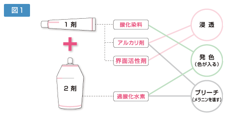 図１ アルカリヘアカラーの染毛メカニズム