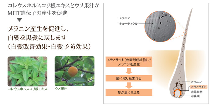 コレウスホルスコリ根エキスとウメ果汁がMITF遺伝子の生産を促進