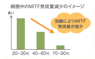 細胞中のMITF発現量の減少イメージ