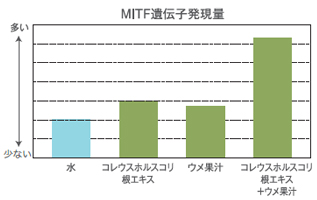 MITF遺伝子発現量