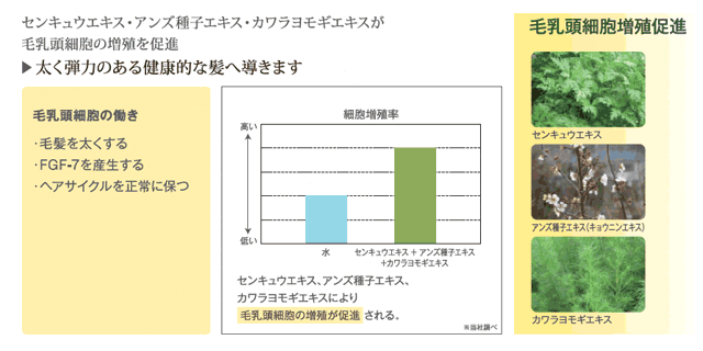 毛乳頭細胞増殖促進