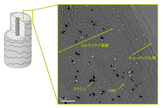 キューティクル層とコルテックス領域の拡大写真