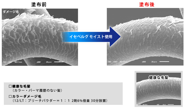 カテドラルスムース使用後の毛髪イメージ