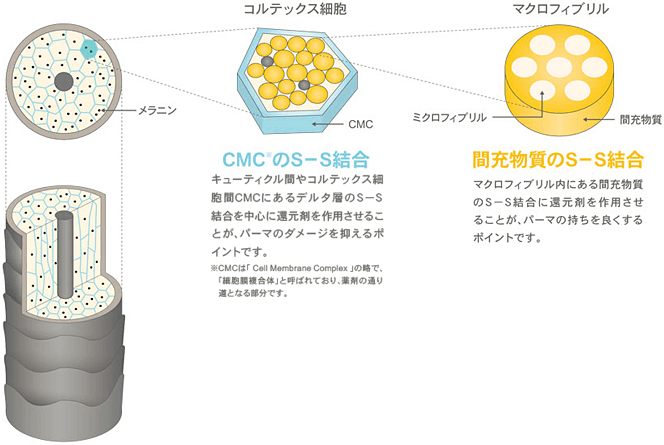 CSCのS-S結合：キューティクル間やコルテックス細胞間CMCにあるデルタ層のＳ－Ｓ結合を中心に還元剤を作用させることが、パーマのダメージを抑えるポイントです。