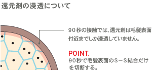 還元剤の浸透について　POINT.90秒で毛髪表面のＳ－Ｓ結合だけを切断する