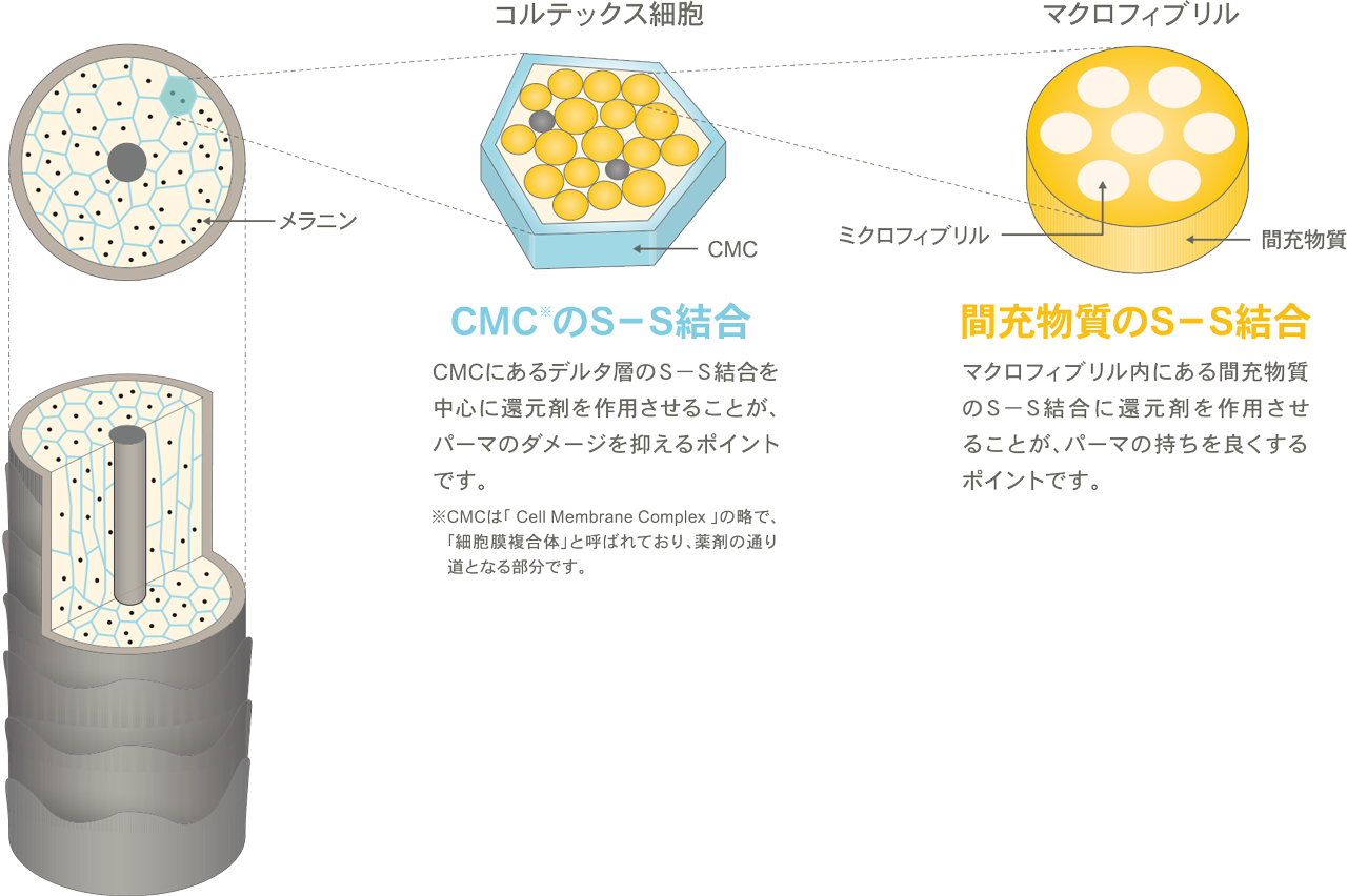 CSCのS-S結合：CMCにあるデルタ層のS-S結合を中心に還元剤を作用させることが、パーマのダメージを抑えるポイントです。