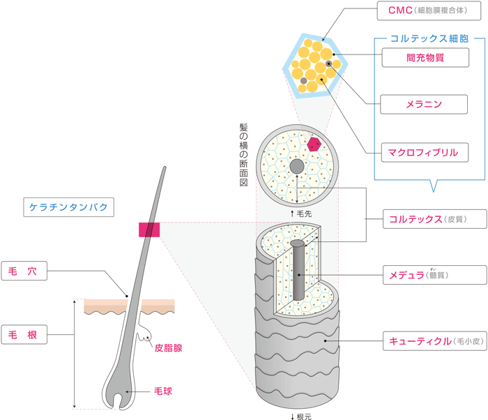 髪の基礎知識