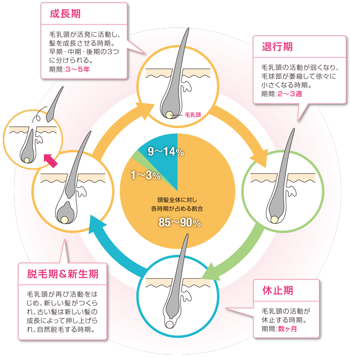 成長期：毛乳頭が活発に活動し、髪を成長させる時期。早期・中期・後期の3つに分けられる。期間：3～5年／退行期：毛乳頭の活動が弱くなり、毛球部が萎縮して徐々に小さくなる時期。期間：2～3週間／休止期：毛乳頭の活動が休止する時期。期間：数か月／脱毛期＆新生期：毛乳頭が再び活動をはじめ、新しい髪がつくられ、古い髪は新しい髪の成長によって押し上げられ、自然脱毛する時期。