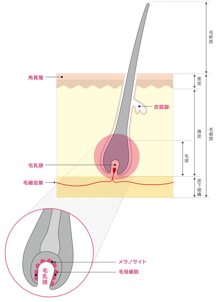 頭皮と毛根の構造