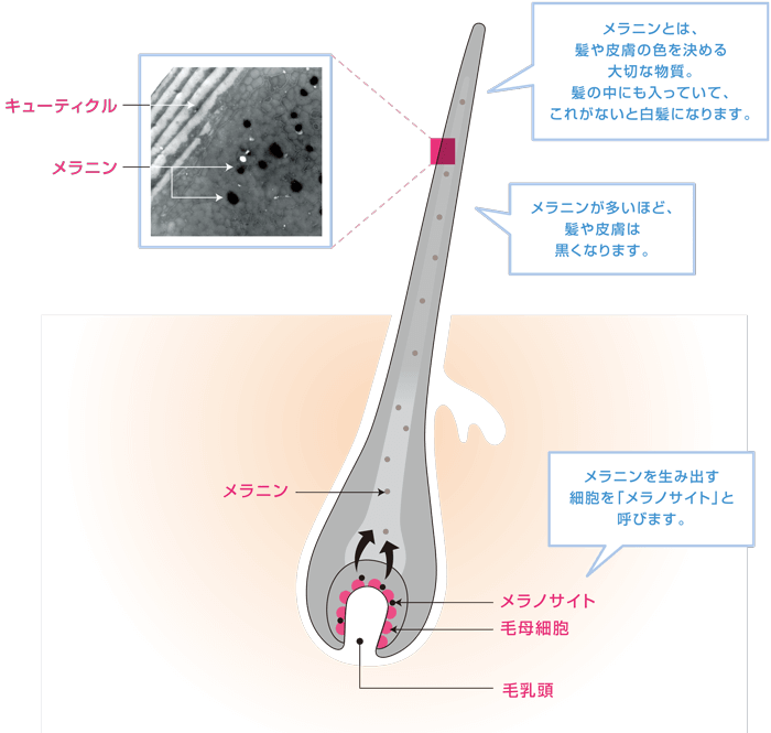 メラニンとは、髪や皮膚の色を決める大切な物質。髪の中にも入っていて、これがないと白髪になります。／メラニンが多いほど、髪や皮膚は黒くなります。／メラニンを生み出す細胞を「メラノサイト」と呼びます。