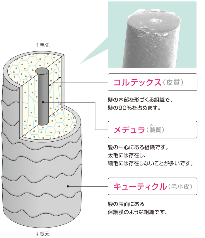 髪の3層構造