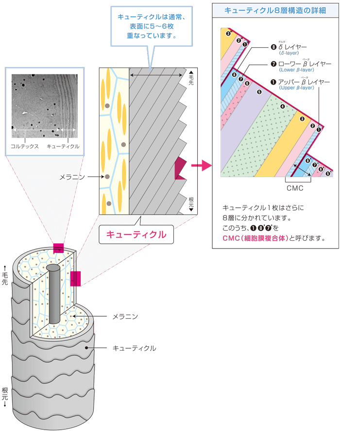 髪を守る、キューティクル