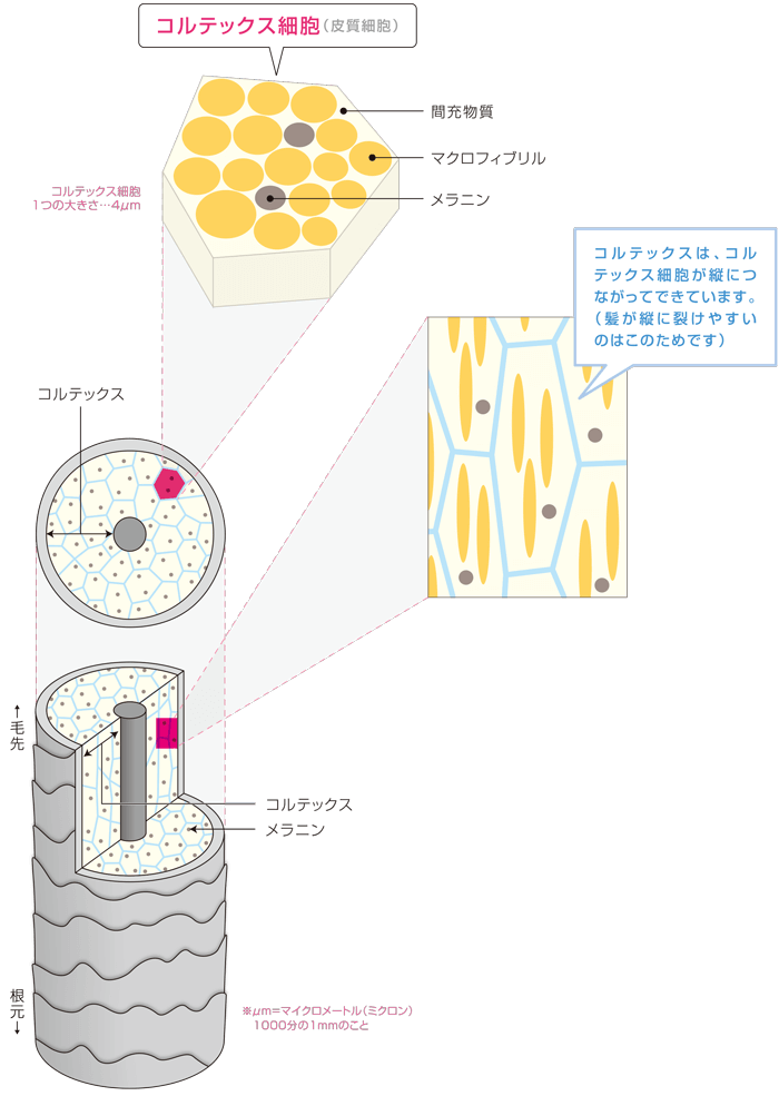 コルテックスは、コルテックス細胞が縦につながってできています。(髪が縦に裂けやすいのはこのためです)