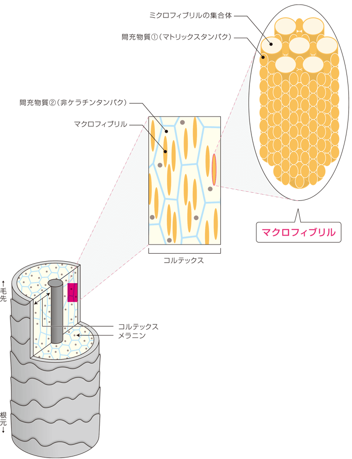 硬い繊維状の物質、マクロフィブリル
