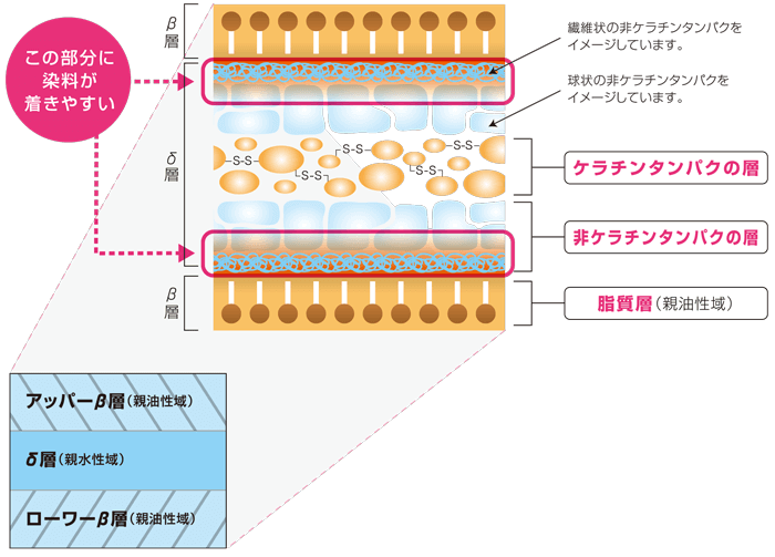 キューティクル～キューティクル間のCMC