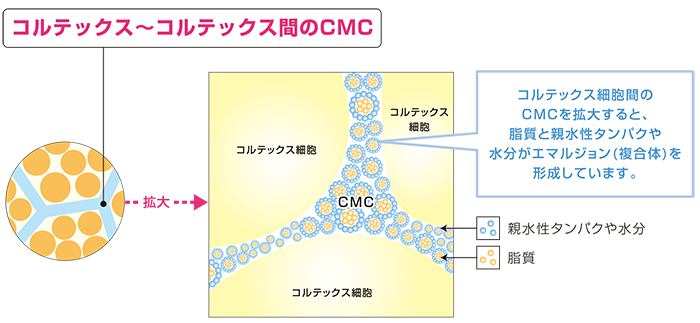 コルテックス組織間のCMCを拡大すると脂質と親水性タンパクや水分がエマルジョン（複合体）を形成しています。