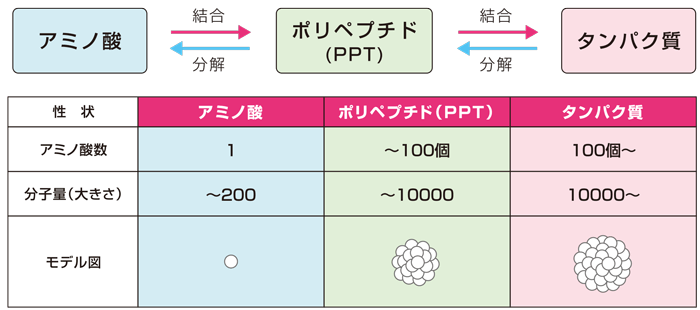 タンパク質とアミノ酸