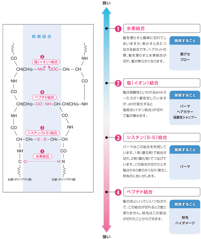 水素結合：髪を濡らすと簡単に切れてしまいますが、乾かすとまたつながる結合です。ヘアカットの際、髪を濡らすと水素結合が切れ、髪が軟らかくなります。／塩（イオン）結合：髪は弱酸性といわれるpH4.5～5.5が1番安定していますが、pHが変化する塩結合（イオン結合）が切れて髪が傷みます。／シスチン（S-S）結合：パーマはこの結合を利用しています。1剤（還元剤）で結合が切れ、2剤(酸化剤)でつなげています。この結合が切れたとき髪はかなり軟らかくなり（軟化）、特有のにおいがします。／ペプチド結合：髪の命といっていいつながりで、この結合が切れると2度と戻りません。枝毛はこの結合が切れたことからできます。