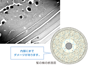 パーマを繰り返した髪の断面