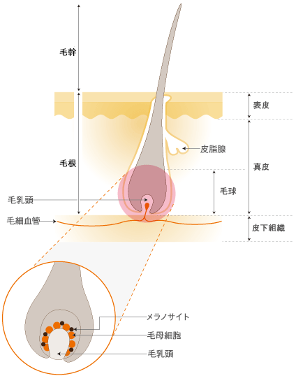 毛根・毛乳頭のイメージ