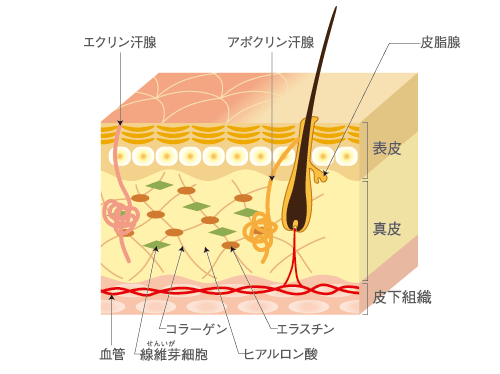 皮膚(表皮・真皮・皮下組織)のイメージ