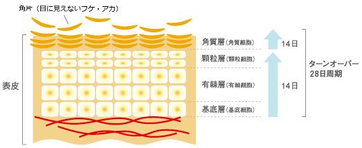 表皮は表面から角質層・顆粒（かりゅう）層・有棘（ゆうきょく）層・基底層の4つの部分に区別されます。