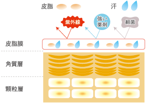 正常な肌のイメージ