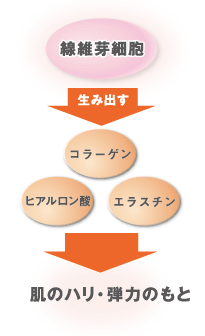 肌のハリ・弾力のもととなるコラーゲン・ヒアルロン酸・エラスチン