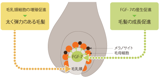 FGF-7の働き