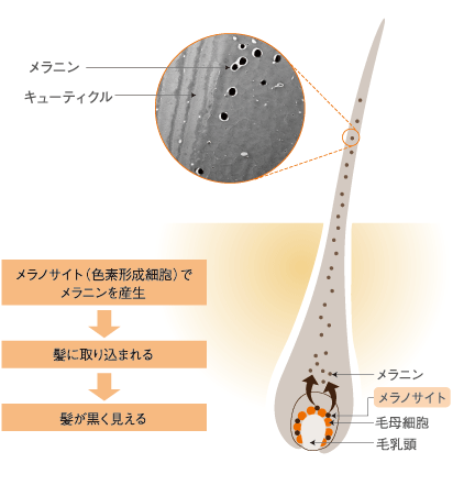 メラニンの産生メカニズムのイメージ