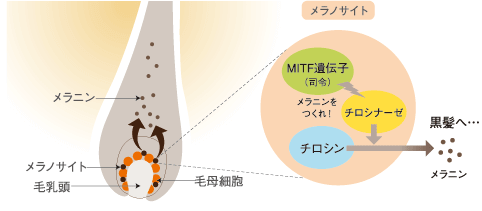 メラノサイトのしくみのイメージ