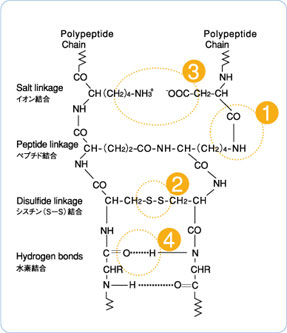 毛髪の4つの結合