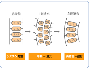 パーマのかかるしくみ