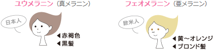 日本人は赤褐色、黒髪　欧米人は黄～オレンジ、ブロンド髪