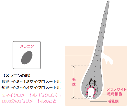 メラニン