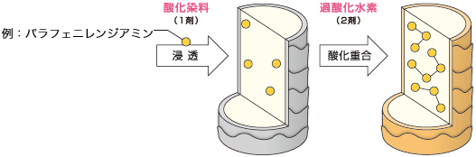 酸化染料（1剤）､過酸化水素（2剤）