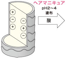 通常の髪（等電帯）