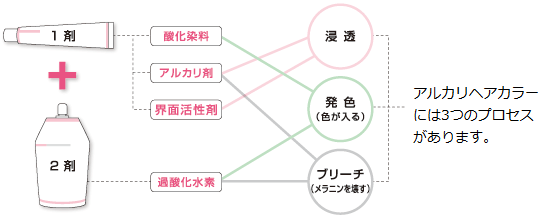 1剤（酸化染料・アルカリ剤・界面活性剤）　2剤（過酸化水素）による染毛メカニズム