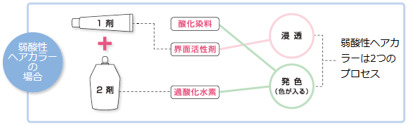 1剤（酸化染料・界面活性剤）　2剤（過酸化水素）による染毛メカニズム