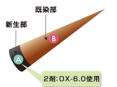 新生部、既染部のイメージ