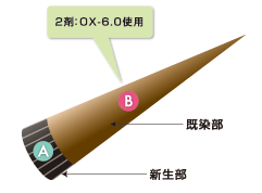 新生部、既染部のイメージ