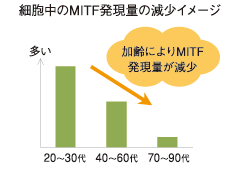 細胞中のMITF発現量の減少イメージ