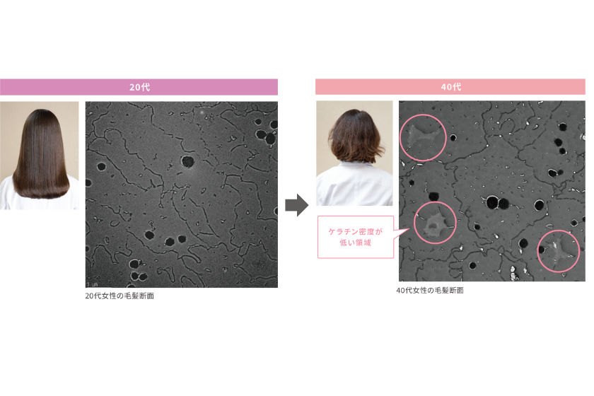 20代女性と40代女性の毛髪断面の写真