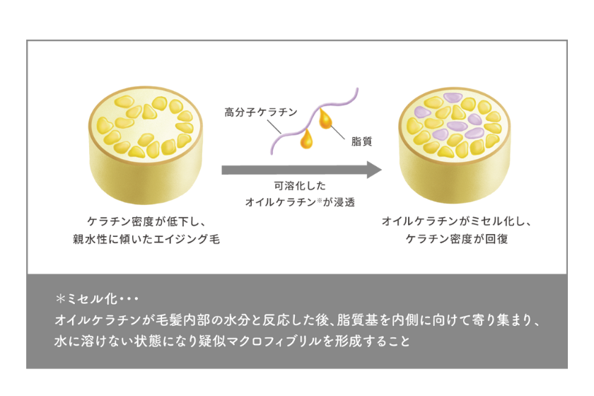 オイルケラチンが浸透する毛髪断面の写真