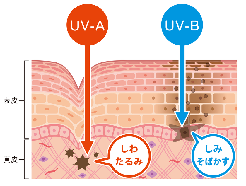 UV-A・UV-Bが肌に与える影響の図
