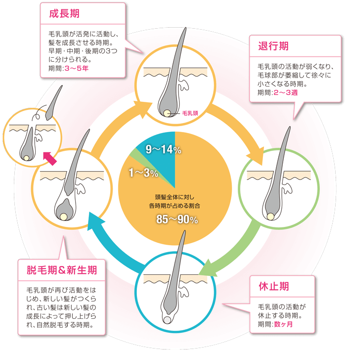 成長期→退行期→休止期→脱毛期&新生期の説明図