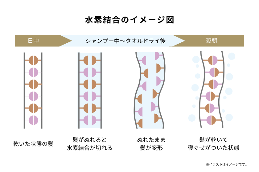 寝ぐせの仕組み水素結合のイメージ図