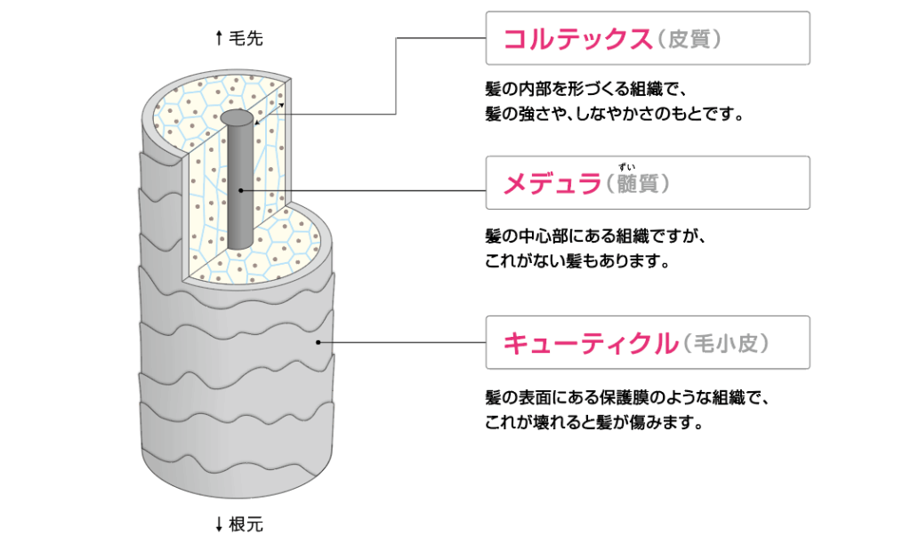 髪の三層の画像(中心部のメデュラ、中間のコルテックス、外側のキューティクル)