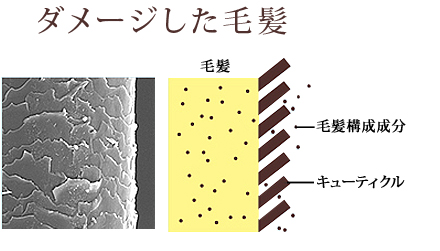 ダメージした毛髪