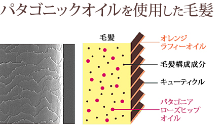 パタゴニックオイル（アウトバストリートメント(ヘアオイル)）を使用したした毛髪